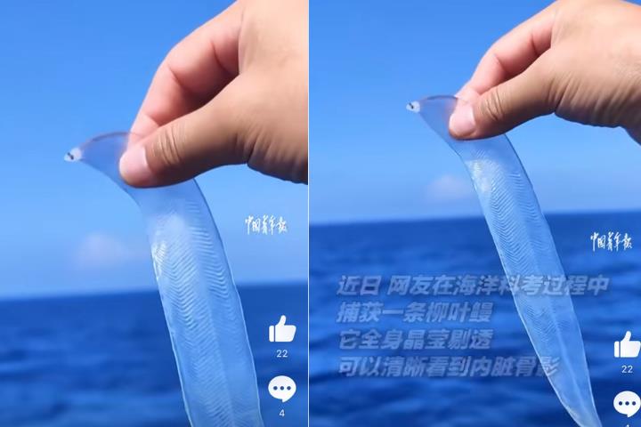 深海捕獲「會動的寬粉」? 引網友熱議