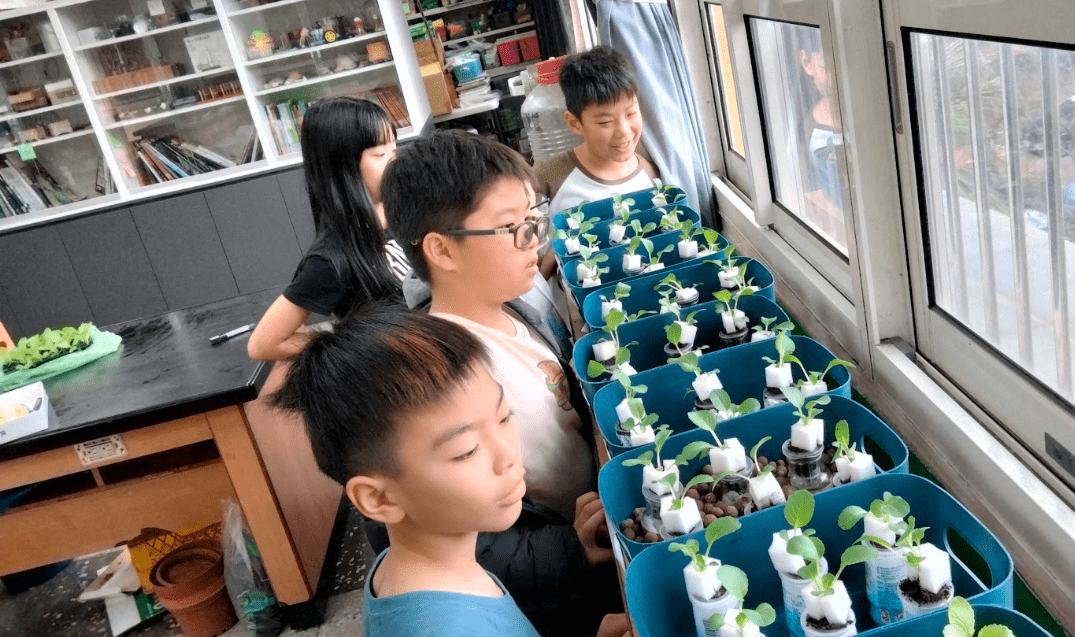 實踐永續飲食!桃園潛龍國小「不插電水耕」種出奶油白菜 1354644 3