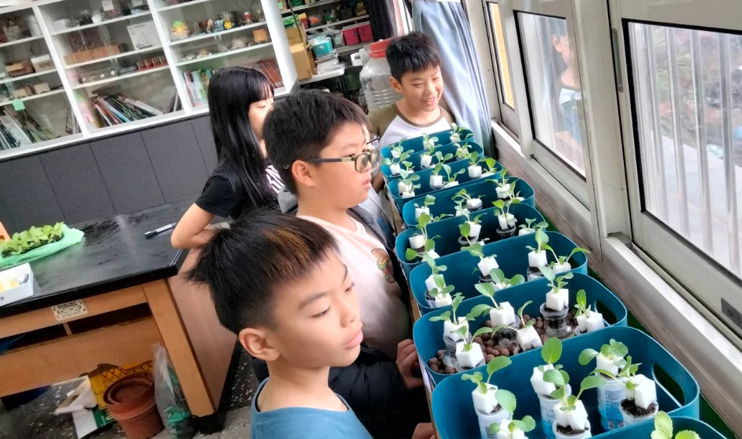 實踐永續飲食!桃園潛龍國小「不插電水耕」種出奶油白菜 實踐永續飲食!桃園潛龍國小「不插電水耕」種出奶油白菜