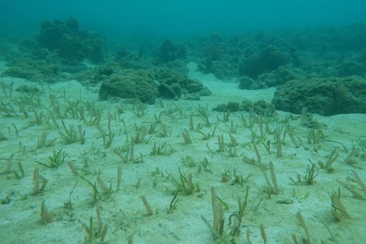 助攻永續海洋願景 海委會2藍碳方法學獲環境部審議通過 2540 0