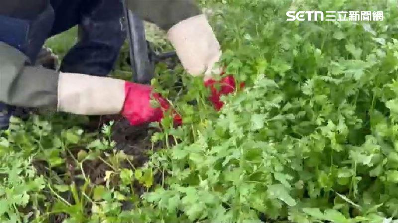 暴雨重創彰化北斗香菜田 農民搶收估將漲至一斤160元