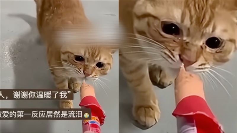 流浪貓「含淚吃熱狗」 內行人:不要自我感動
