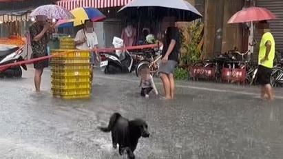 豪雨釀淹水 狗奴苦哈哈毛孩卻在狂歡