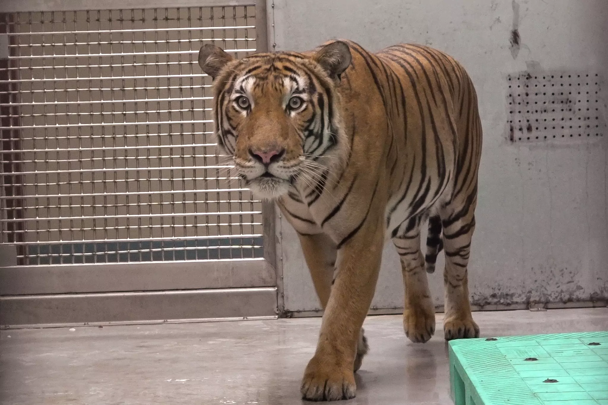 為瀕危物種注入新希望 馬來虎「Arhaa」抵台展開配對任務 為瀕危物種注入新希望 馬來虎「Arhaa」抵台展開配對任務