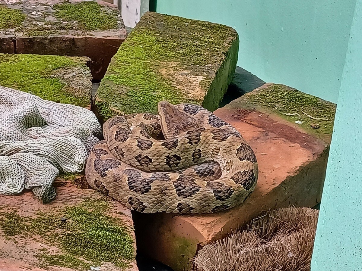 家中有毒蛇出沒!瑞芳民眾整理廚房 將龜殼花誤認繩索