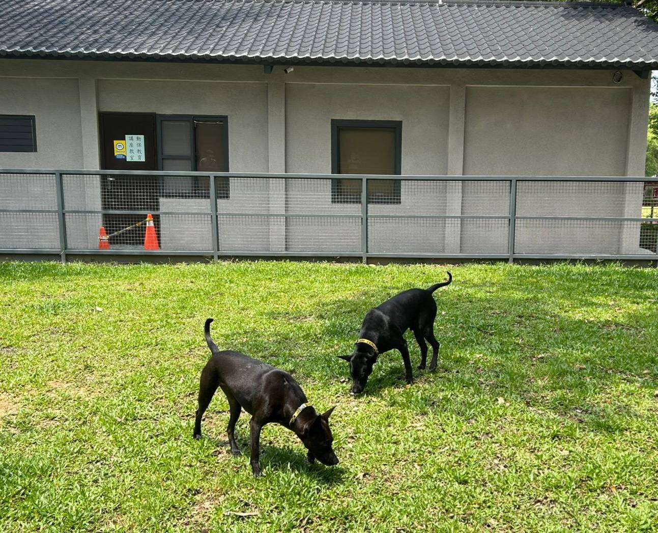 桃園動保處7/27舉辦寵物嘉年華 帶毛小孩打狂犬病疫苗、做健檢 876651 0