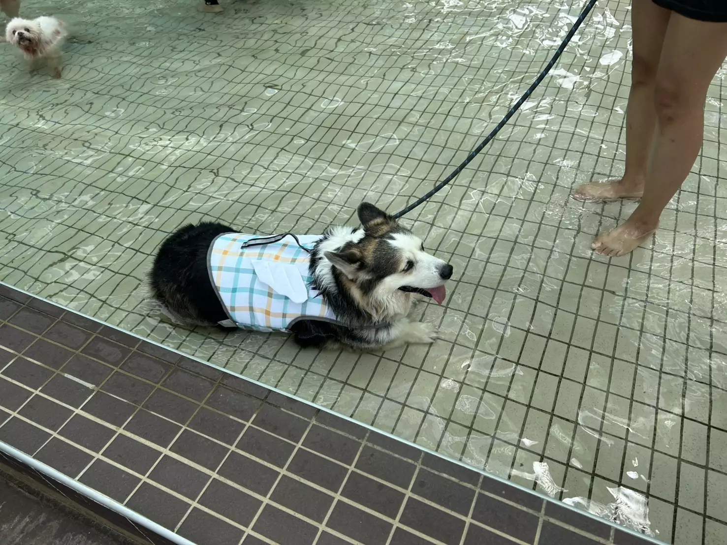 全台第一座公立寵物戲水池在桃園 採線上預約制 881172 0