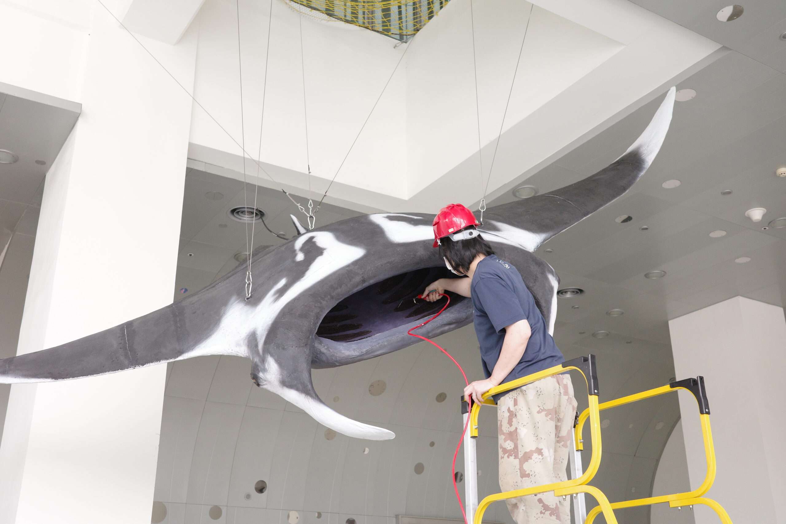 全國第一尾大型鬼蝠魟標本在海科館 修護過程大公開