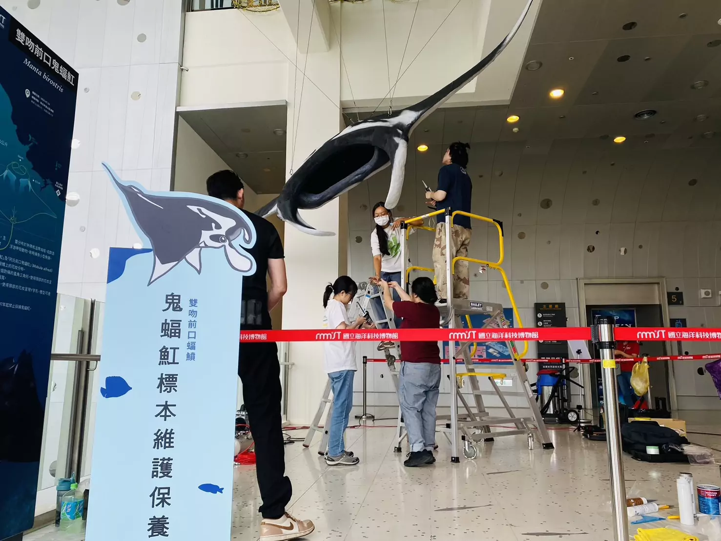 全國第一尾大型鬼蝠魟標本在海科館 修護過程大公開 S 47382545 0