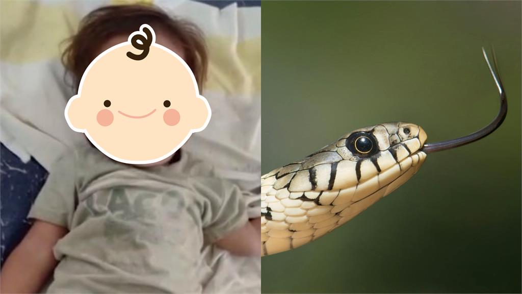 眼鏡蛇出沒 印度童憑「牙齒」戰勝