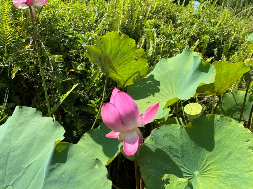 山豬湖荷花迎盛開期 桃園水務局推薦賞荷最佳時段 messageImage 1753323862827 0