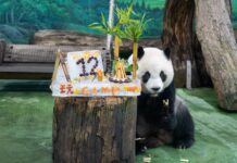 大貓熊圓仔12歲生日 動物園送「露營冰蛋糕」慶生超萌吸睛