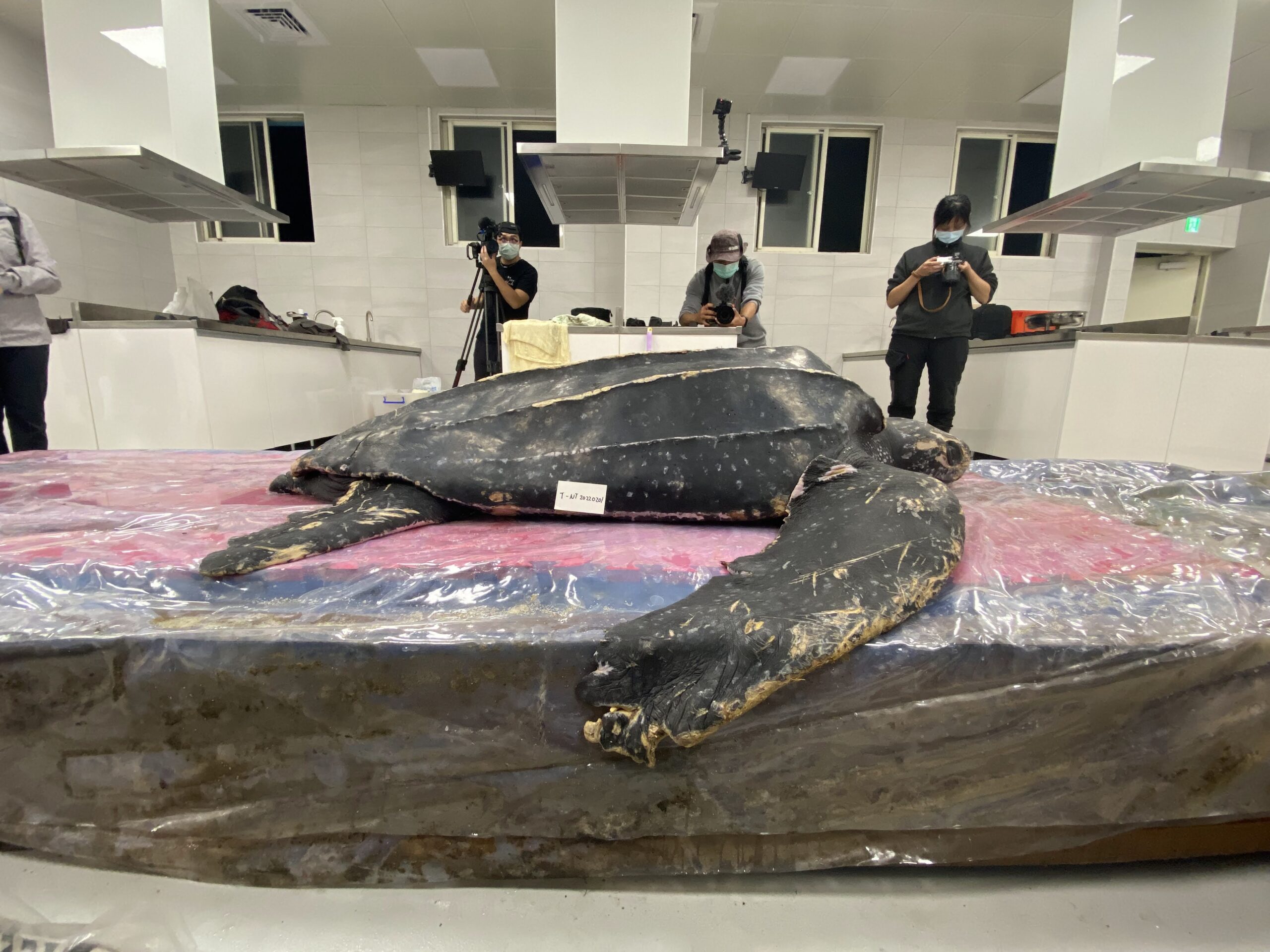 海科館展出稀有「革龜標本」 製作過程極具挑戰 圖1、革龜擱淺後,做解剖前之拍攝之側面照,由中華鯨豚協會提供 scaled