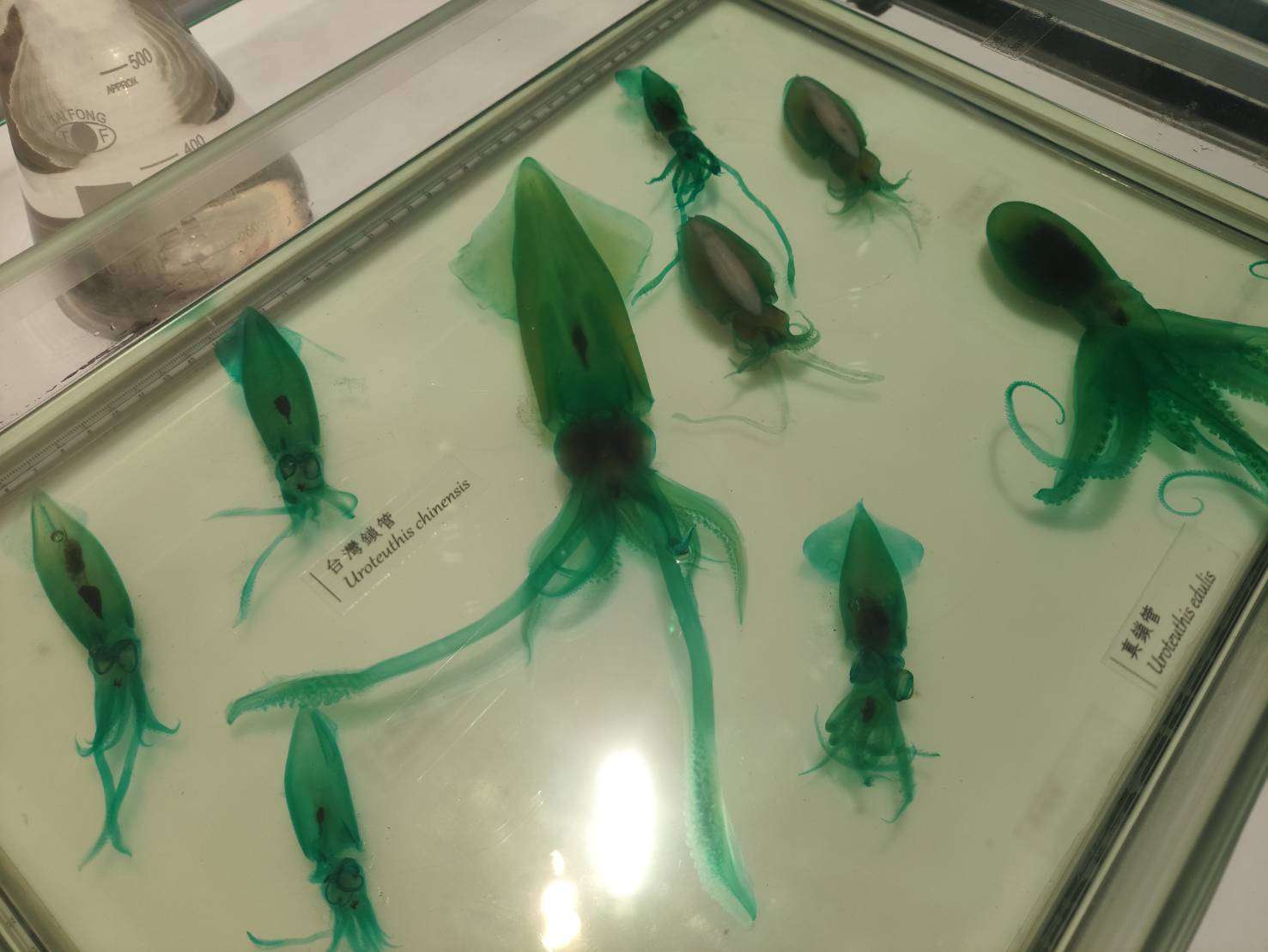 特展展示透明骨骼染色標本