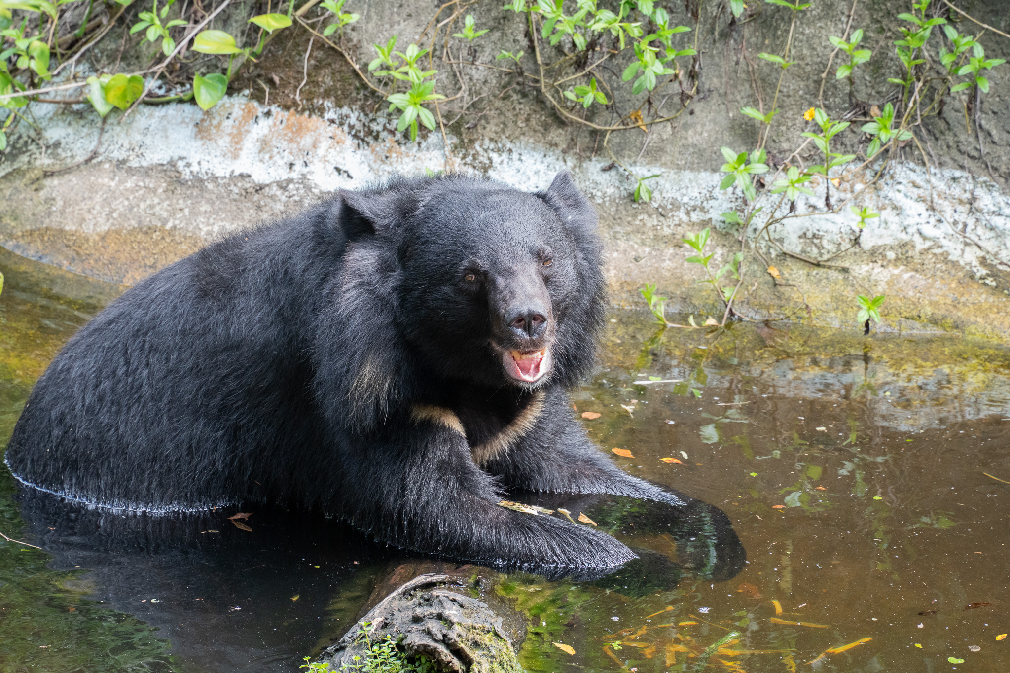 動物們也要涼一下 牠玩泥巴床消暑還能防曬 黑熊不時會到水池裡泡澡 0
