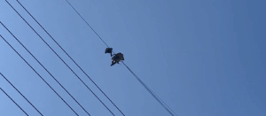 桃園龜山高壓電塔命案 遺體掛20層樓高電線死者身分待查