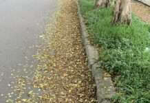 副刊/踩在落葉堆上