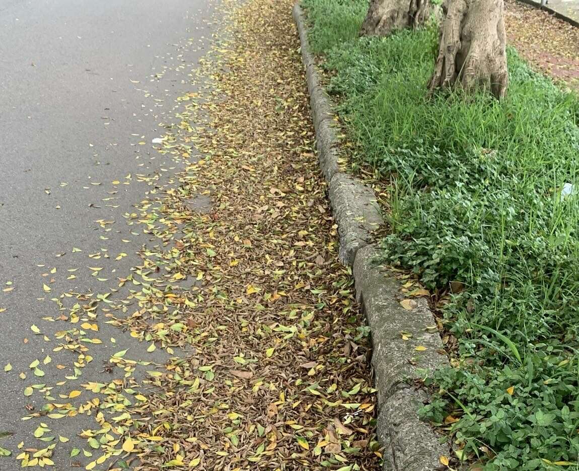 副刊／踩在落葉堆上