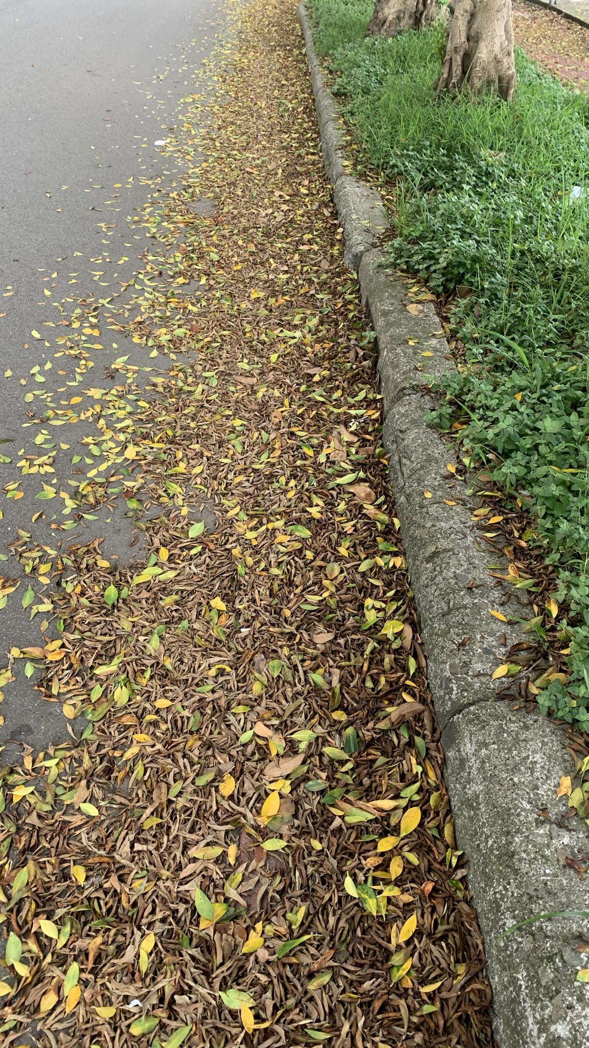 副刊/踩在落葉堆上 45645 2