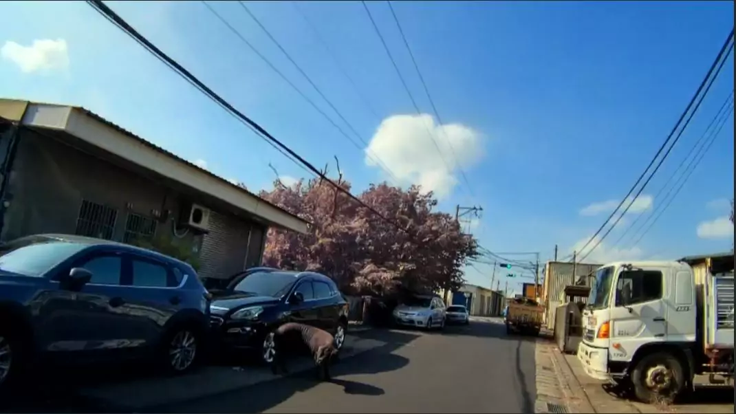 黑毛豬閒晃街頭險成「路霸」警民合力送回電宰場 4 0 1