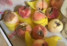 買32顆拉拉山水蜜桃僅1/4能吃!民眾怒:太相信老闆