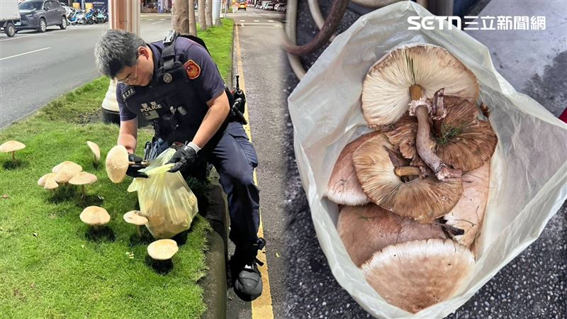 分隔島香菇成熱門打卡景點 網呼籲:不要再去了