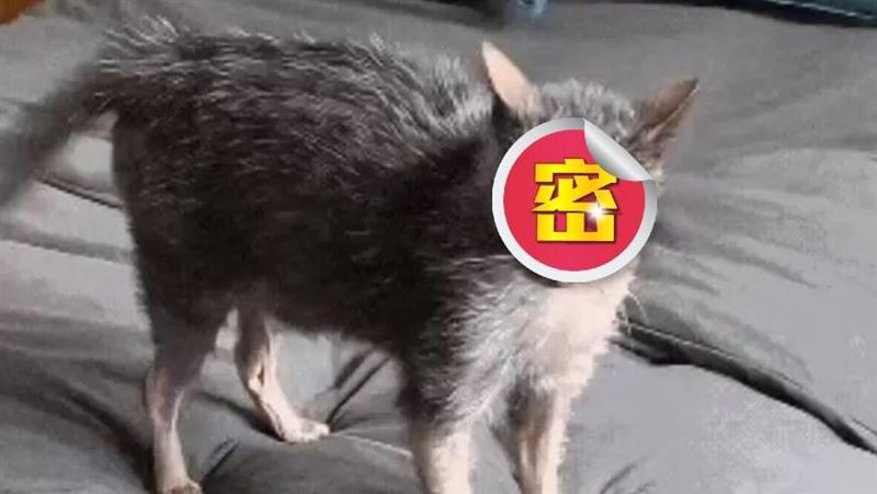 網友曬自家「超級醜貓」照片爆紅 留言:大耗子?