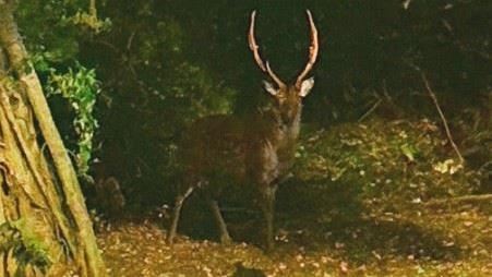 桃園中壢驚傳梅花鹿出沒 疑附近農戶放養