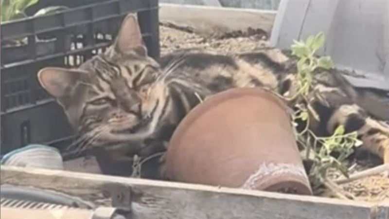 闖花園偷吃貓薄荷 虎斑超ㄎㄧㄤ表情曝