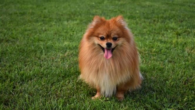 可愛爆擊!狗狗界乖寶寶是牠們 日常飼養留意這些事