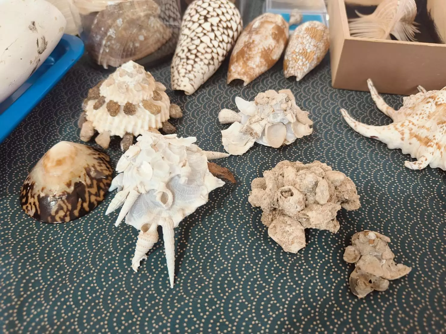桃園永安漁港食魚教育報名開跑 攜手紙藝大師復刻海味 887597 0