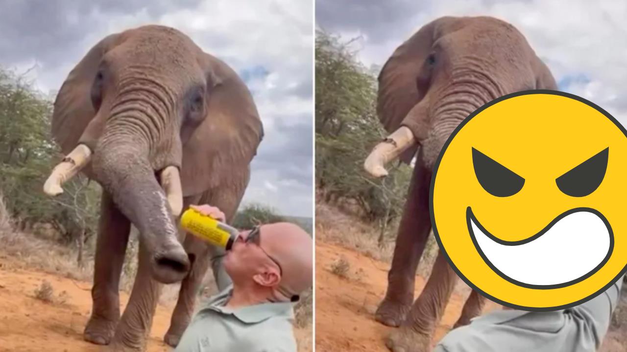 西班牙男往肯亞象鼻灌啤酒 全網暴怒要求驅逐出境