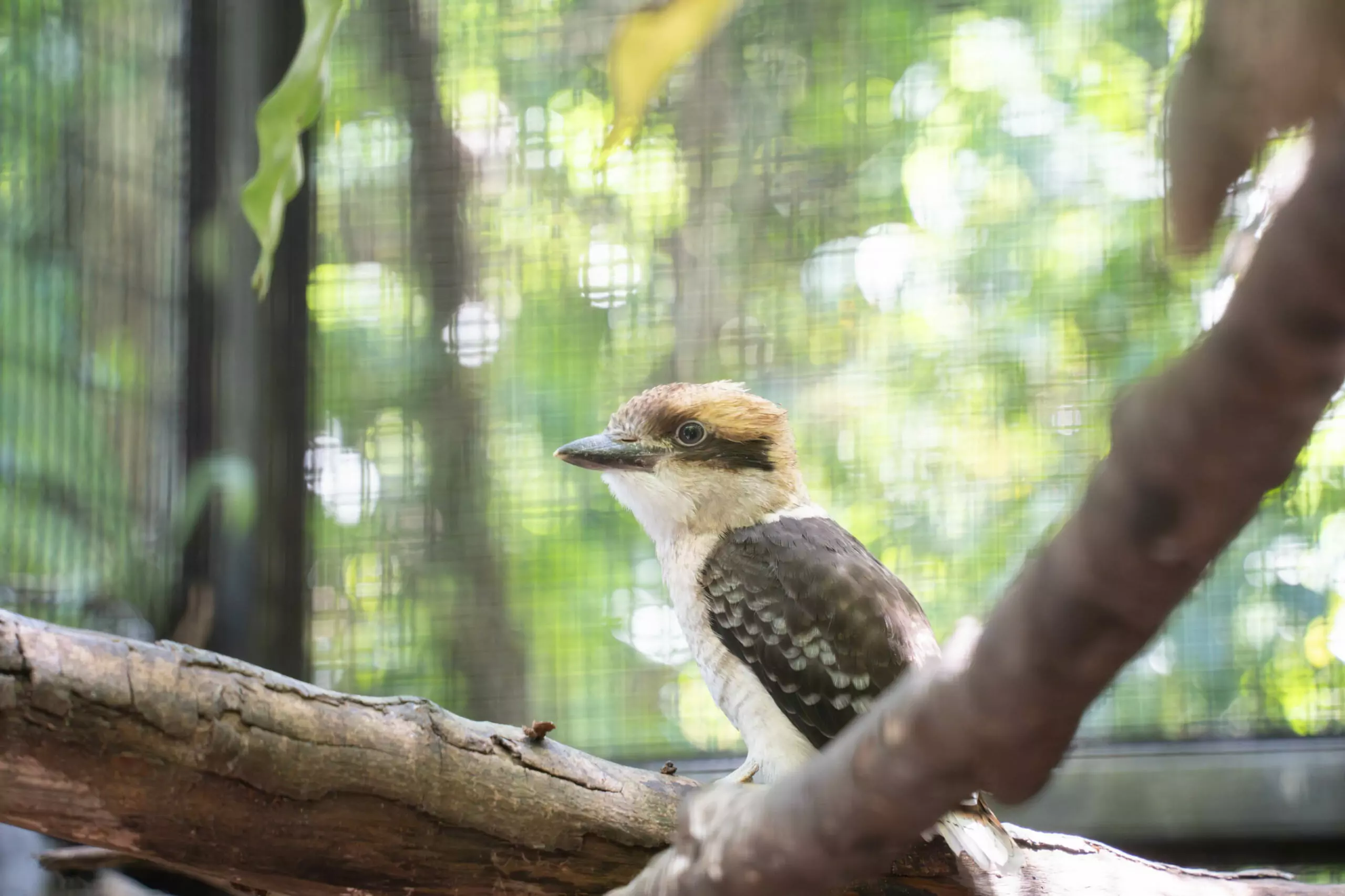 動物園笑翠鳥家族迎接新成員 全家攜手呵護「菜鳥寶寶」 9121 0 scaled
