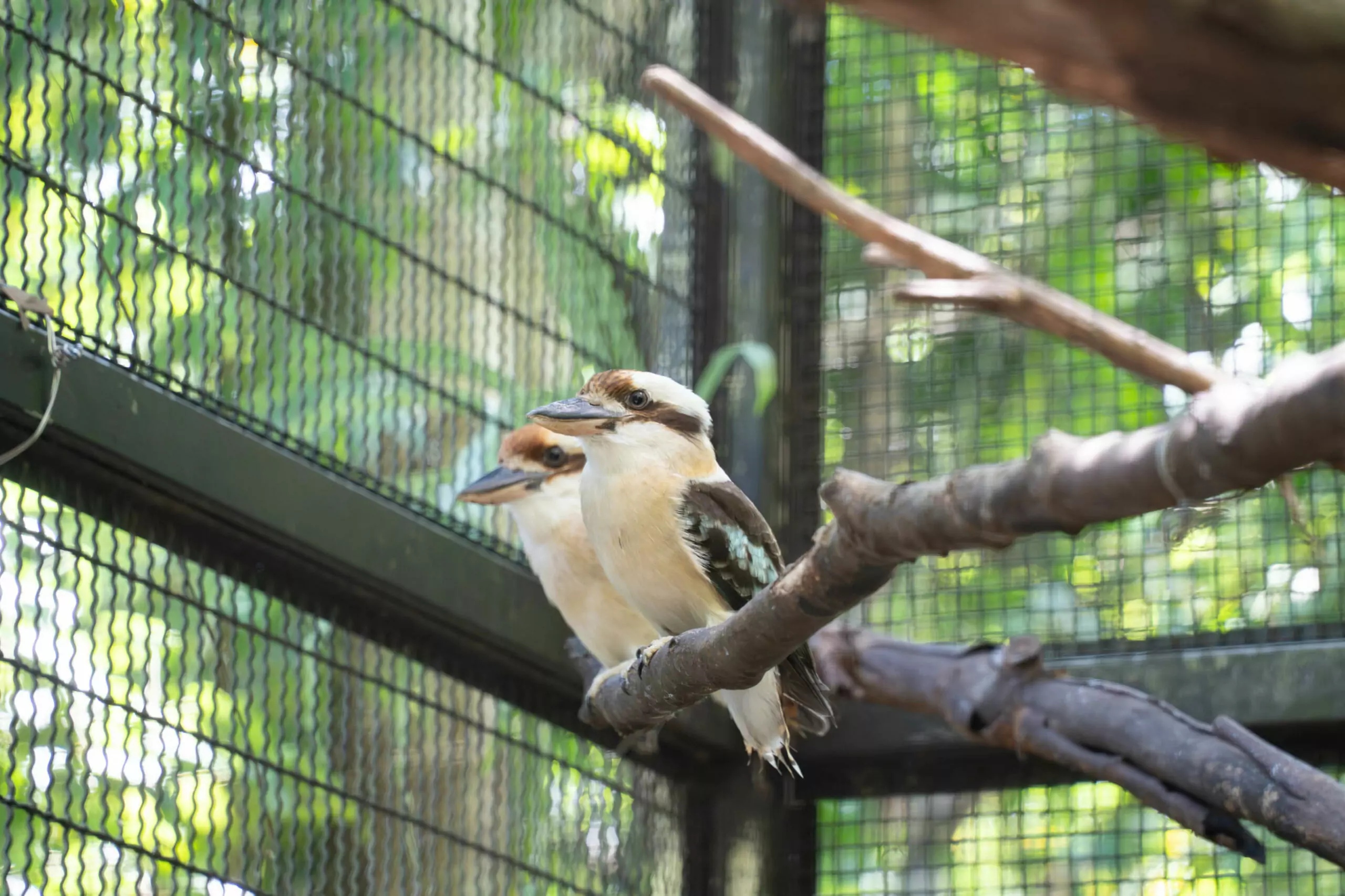 動物園笑翠鳥家族迎接新成員 全家攜手呵護「菜鳥寶寶」 動物園笑翠鳥家族迎接新成員 全家攜手呵護「菜鳥寶寶」