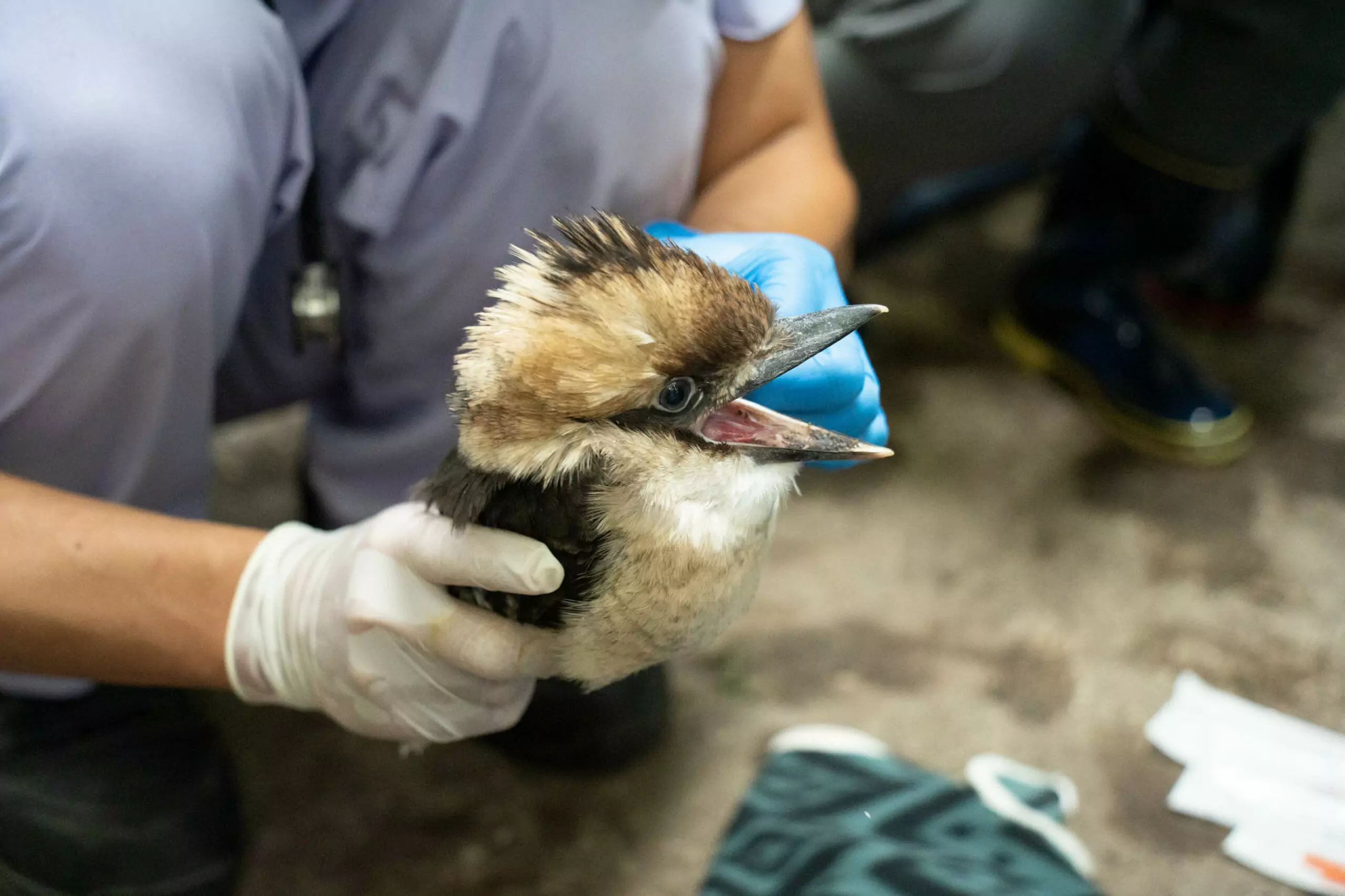 動物園笑翠鳥家族迎接新成員 全家攜手呵護「菜鳥寶寶」 9123 0 scaled