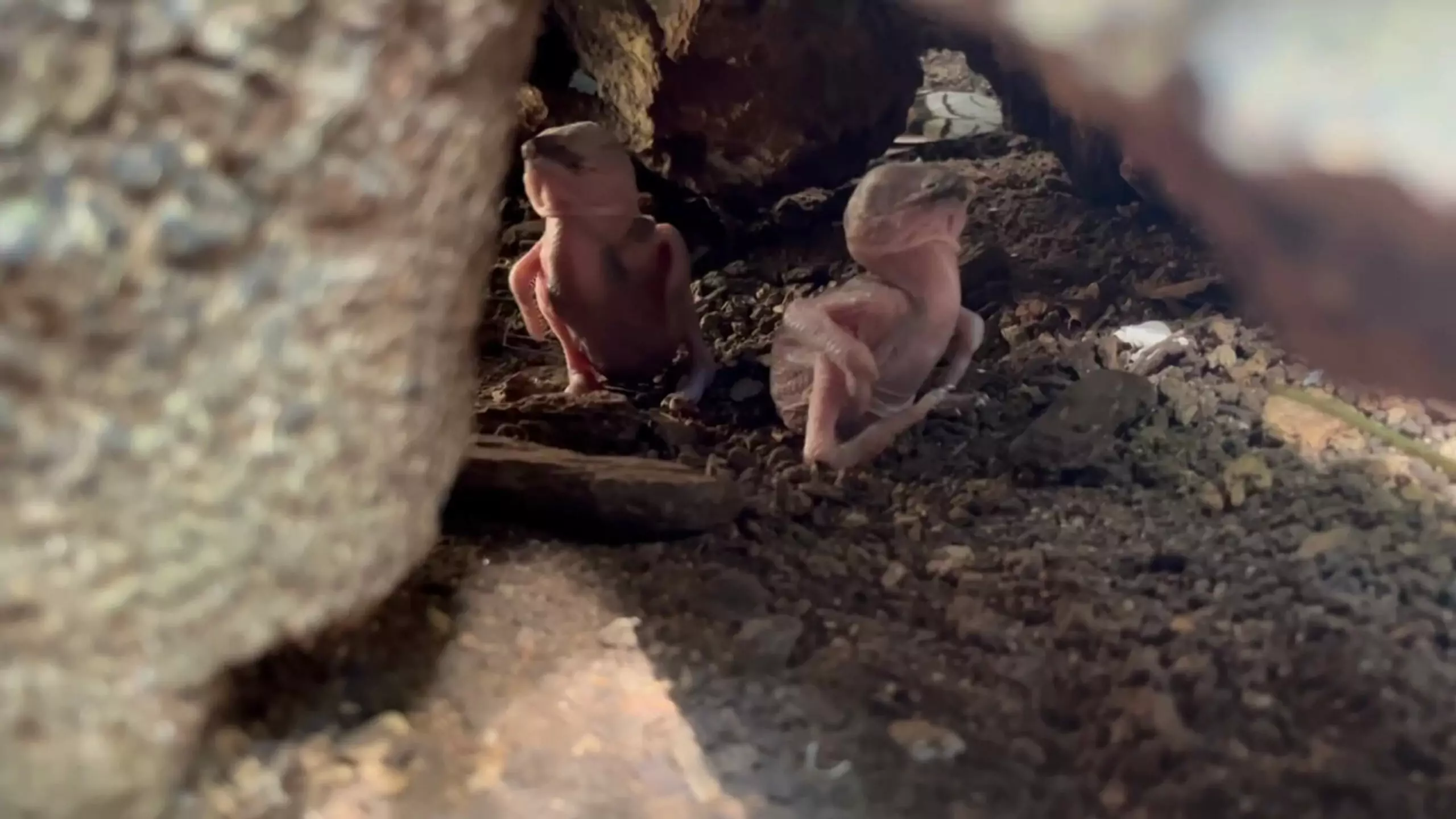 動物園笑翠鳥家族迎接新成員 全家攜手呵護「菜鳥寶寶」 9124 0 scaled