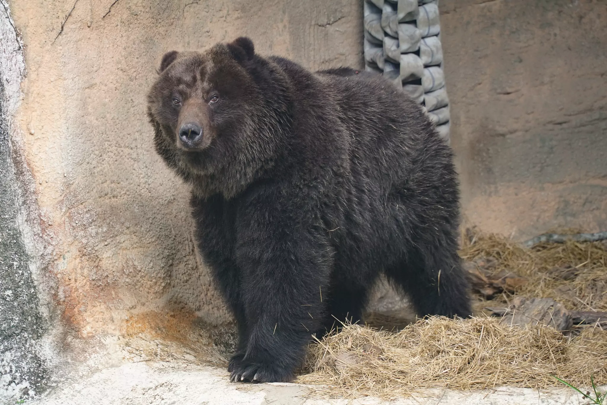 棕熊「小喬」惡性腫瘤復發 動物園以人道方式助安詳離世 棕熊「小喬」惡性腫瘤復發 動物園以人道方式助安詳離世