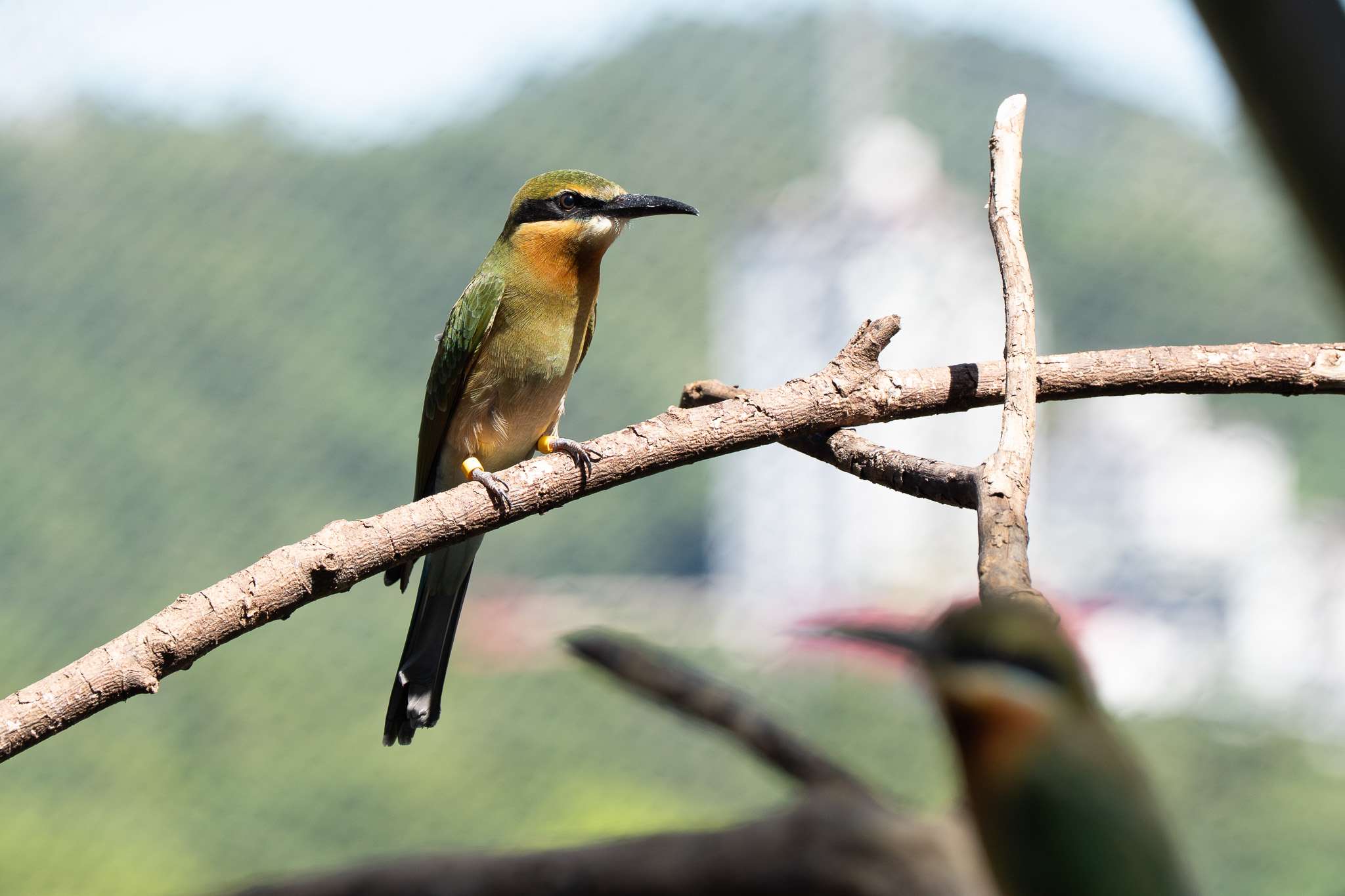 動物園首次成功自然繁殖栗喉蜂虎 「菜鳥」離巢飛翔 9787 0