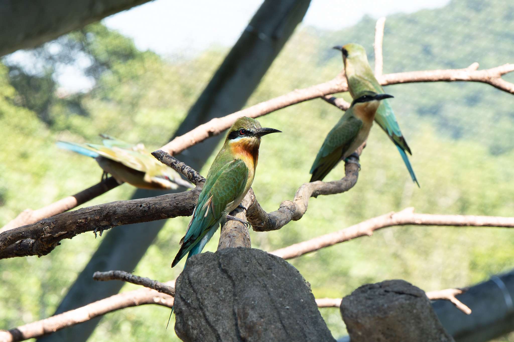 動物園首次成功自然繁殖栗喉蜂虎 「菜鳥」離巢飛翔 9788 0