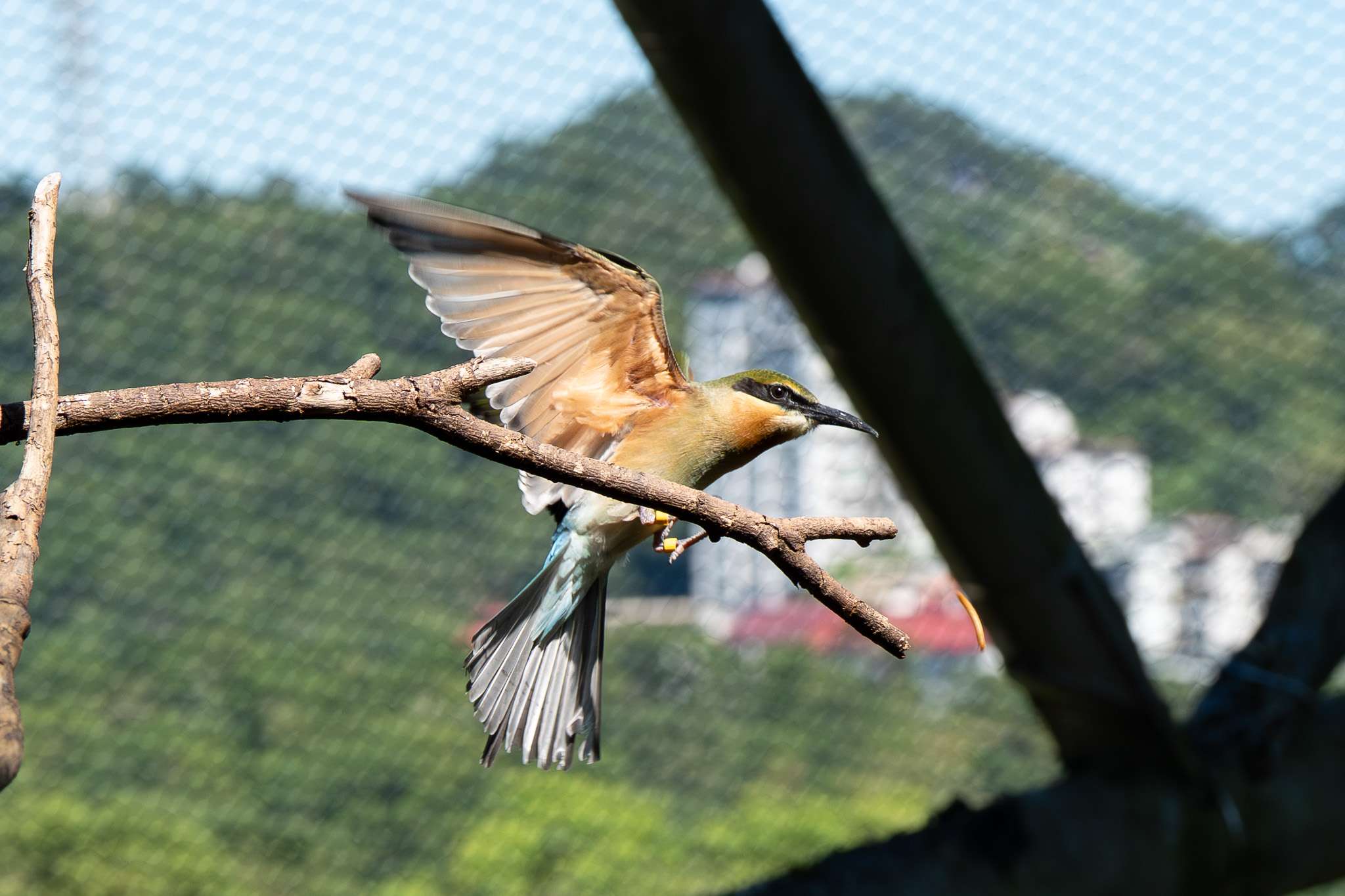 動物園首次成功自然繁殖栗喉蜂虎 「菜鳥」離巢飛翔 9789 0