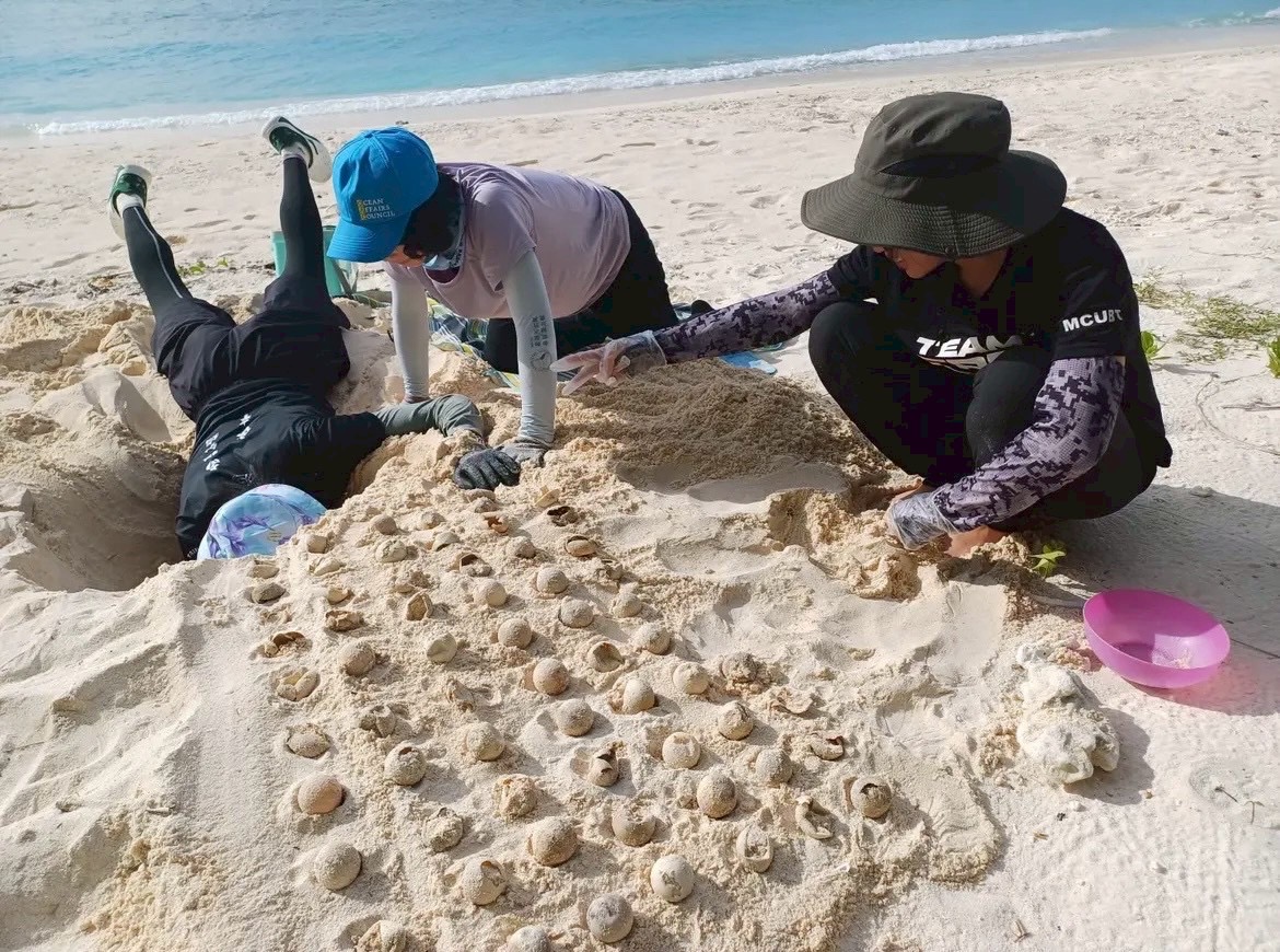 全台海龜棲地產卵數量創近年新高 海保署籲攜手建立友善行動意識 D3E39223 3F88 46F1 BEFC 2A2E7B7D1ECB