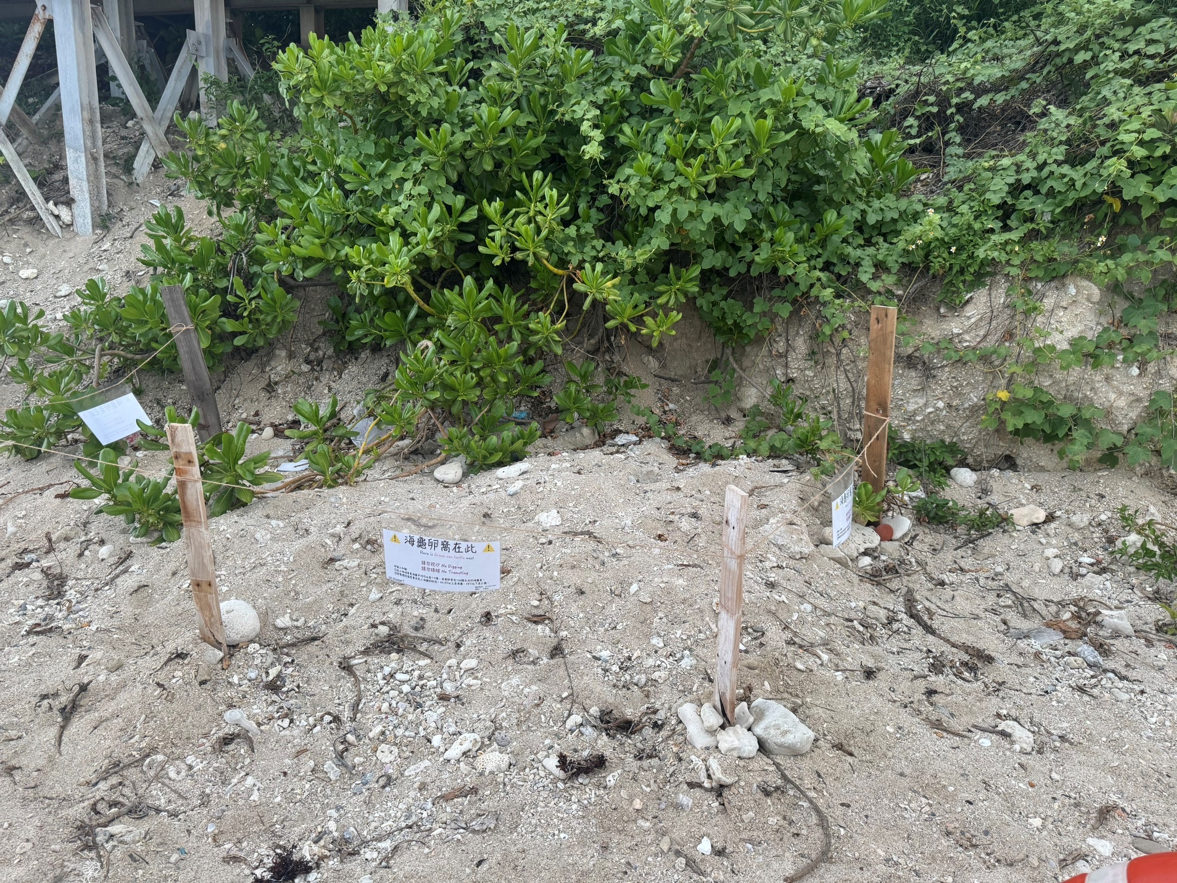 全台海龜棲地產卵數量創近年新高 海保署籲攜手建立友善行動意識 D434C8CA F656 427B 9398 630C5F269151