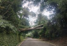 楊柳颱風釀桃園5.8萬戶停電!台電曝搶修進度