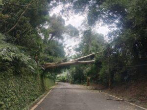 楊柳颱風釀桃園5.8萬戶停電！台電曝搶修進度