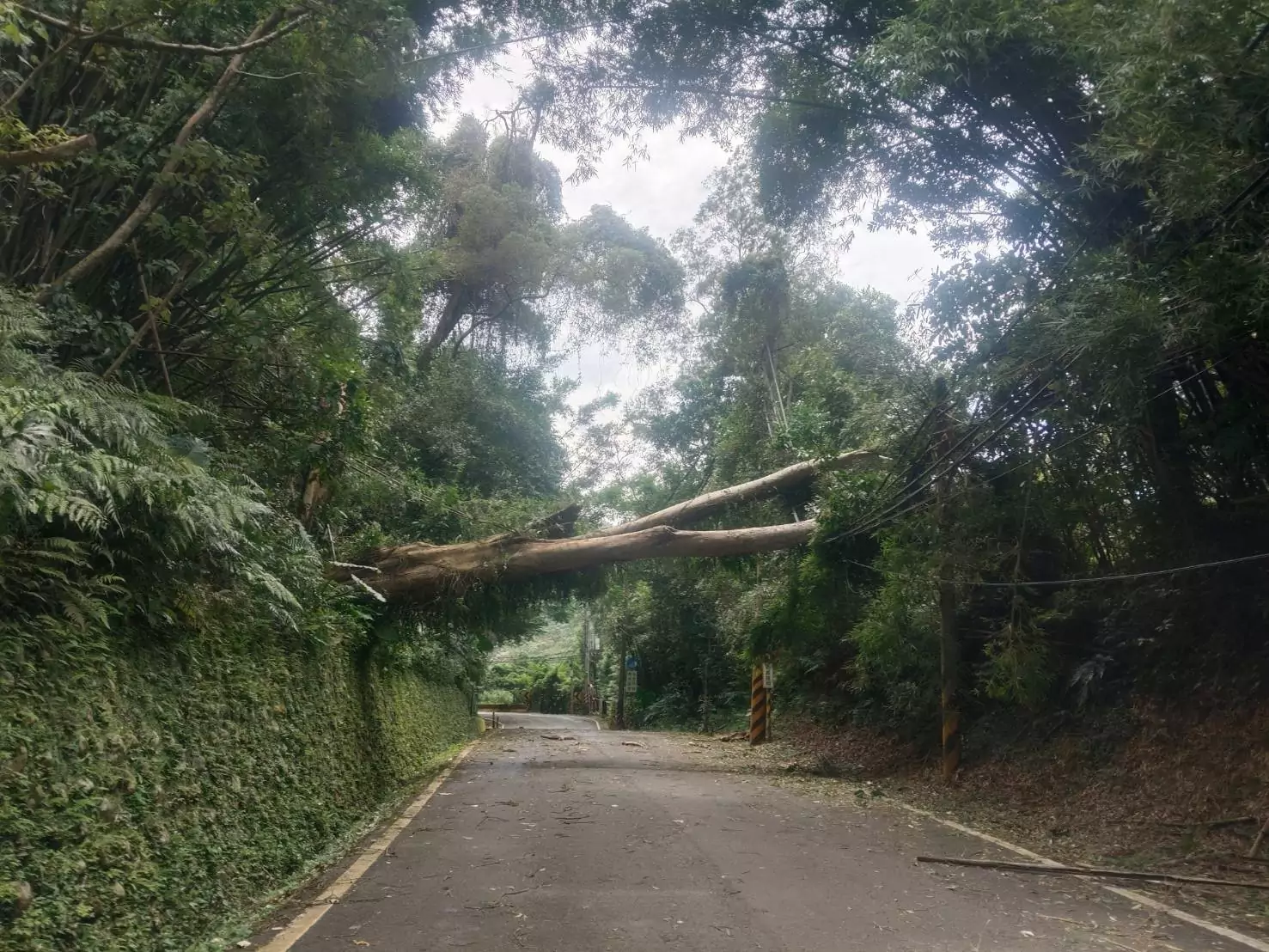 楊柳颱風釀桃園5.8萬戶停電!台電曝搶修進度 S 77586484