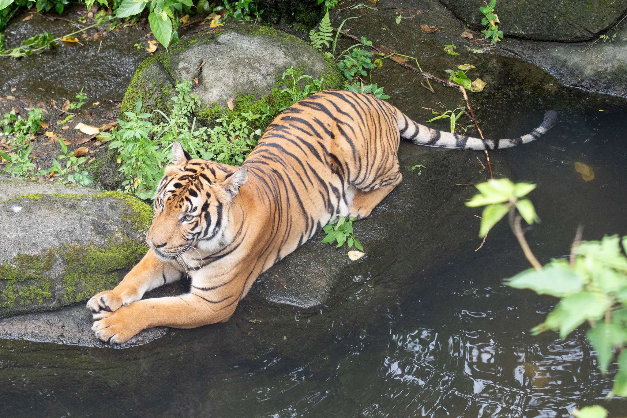 動物們也要涼一下 牠玩泥巴床消暑還能防曬