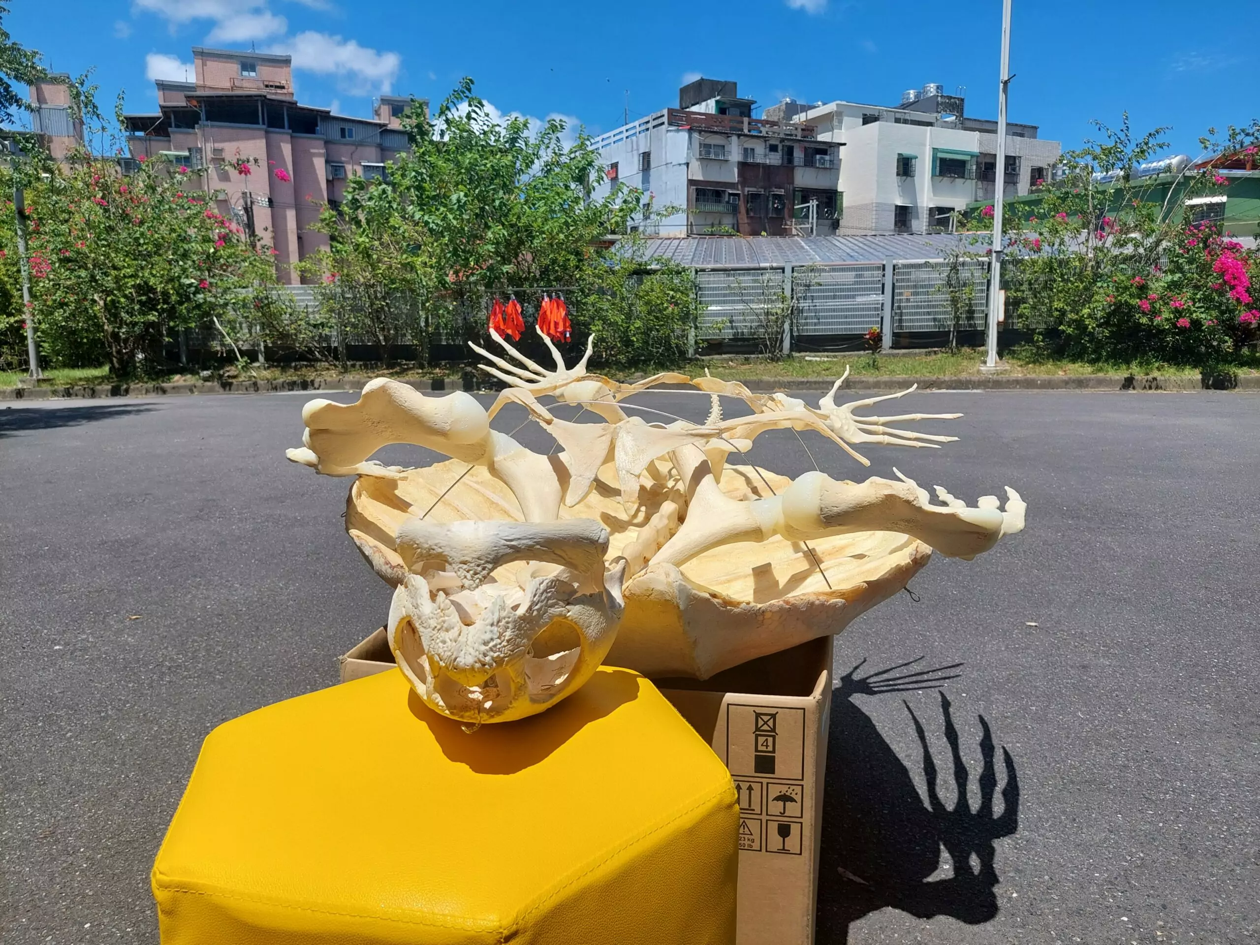 海科館展出稀有「革龜標本」 製作過程極具挑戰 海科館展出稀有「革龜標本」 製作過程極具挑戰