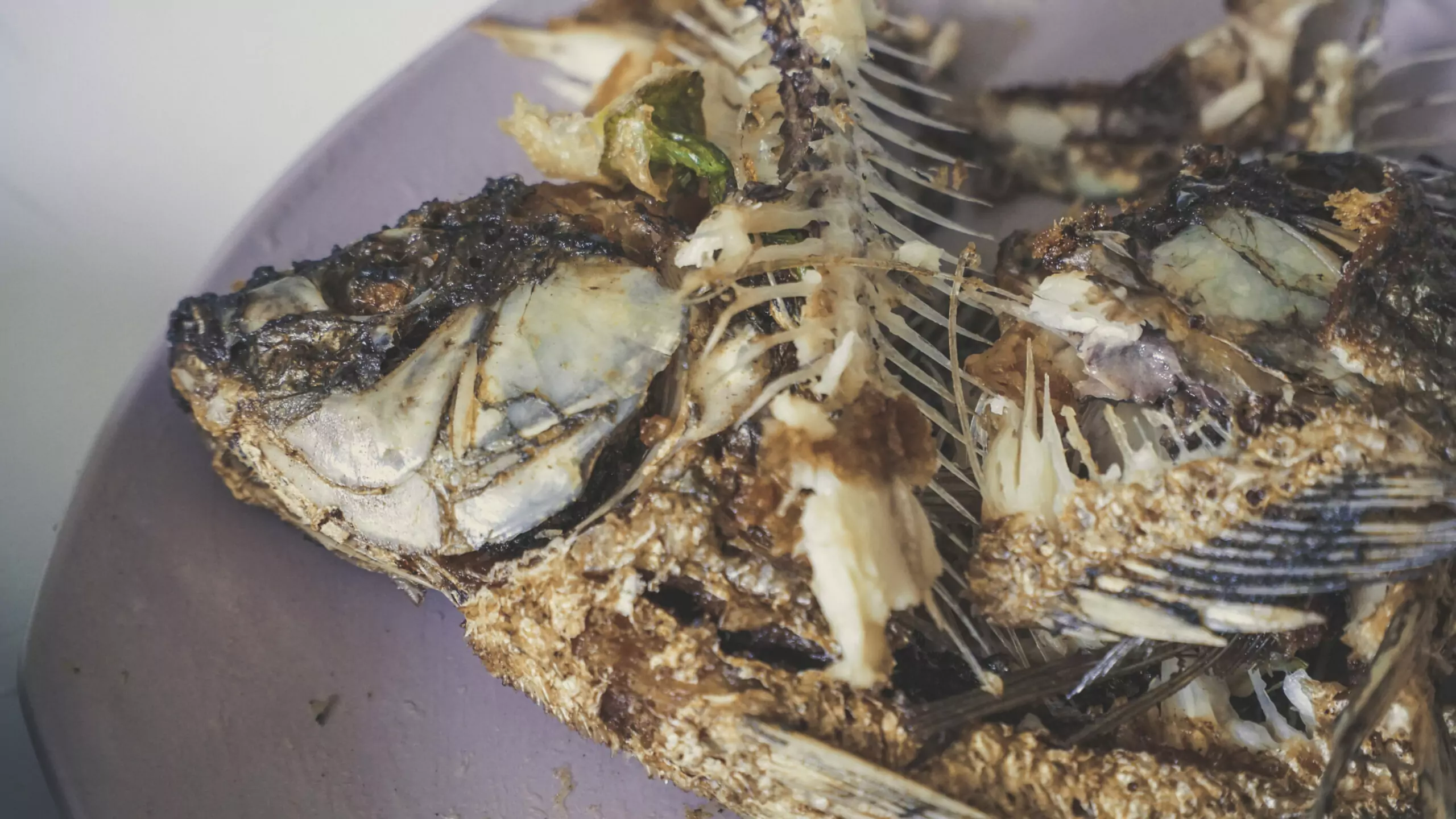 魚刺雞骨怎麼處理?非廚餘正確處理保護豬隻安全 leftovers fried fish plate scaled