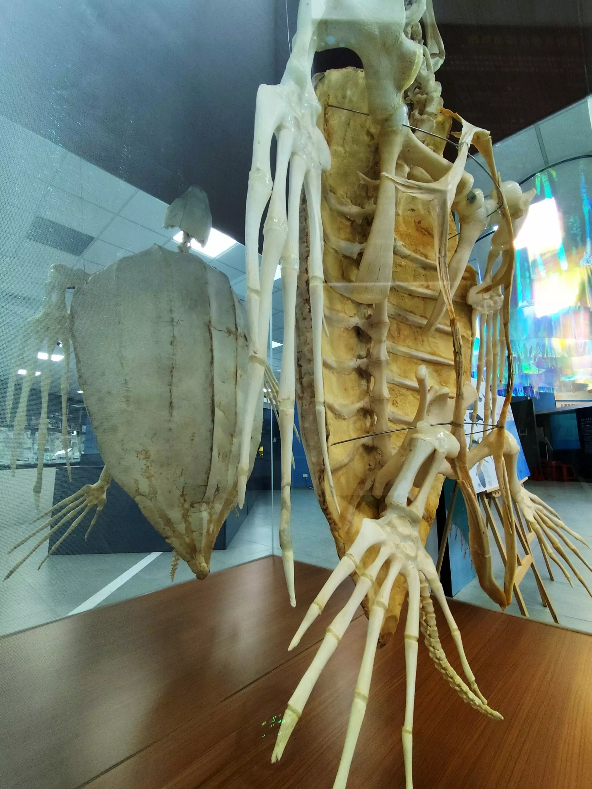 圖4、革龜是國際自然保育聯盟（IUCN）列為易危的保育物種，因背甲形似楊桃俗稱「楊桃烏 scaled