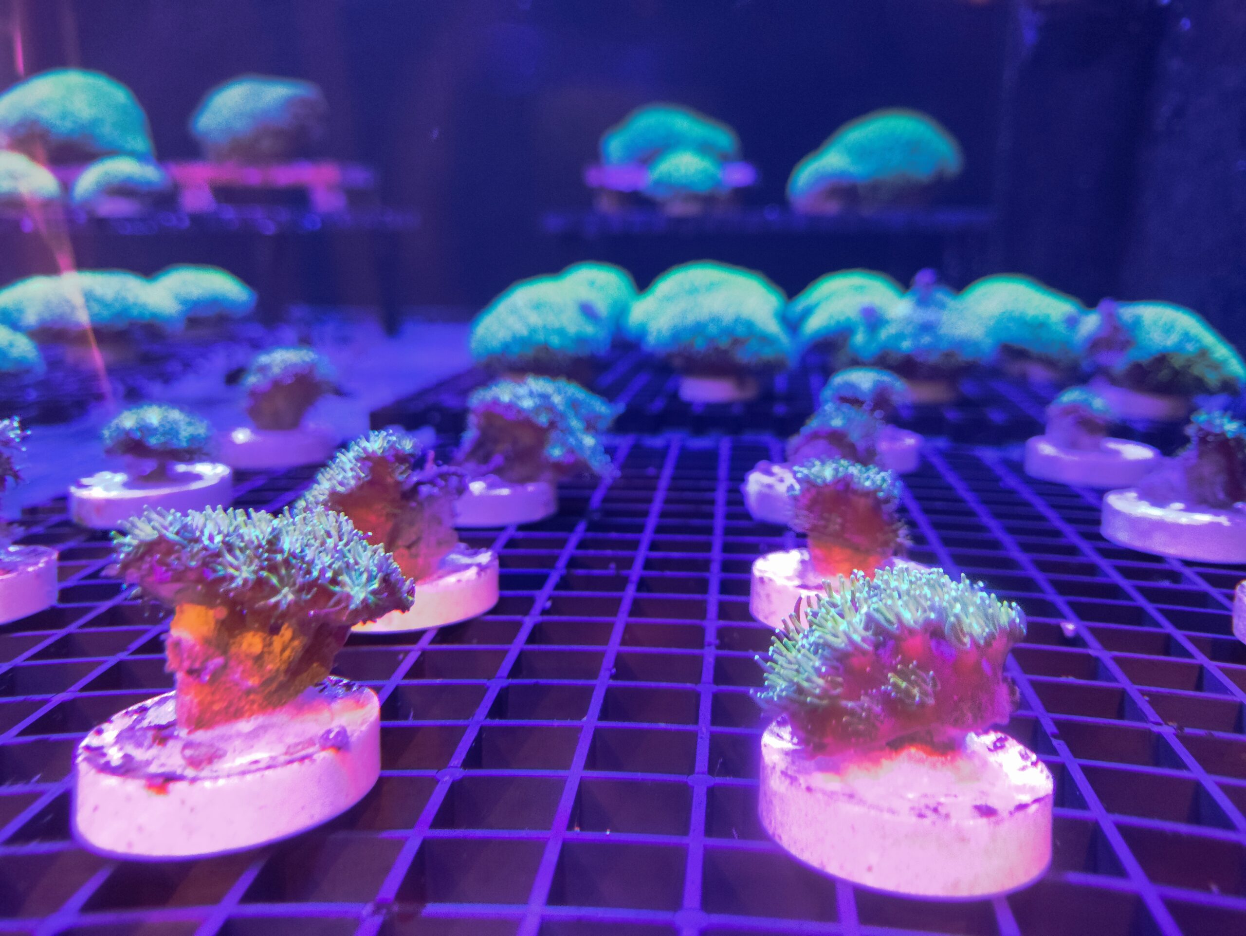 特展呈現珊瑚復育不同成長階段的成果，展現繽紛的海洋生命力 scaled